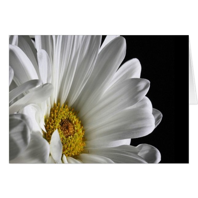 Daisy auf schwarzem Hintergrund (Vorderseite (Horizontal))