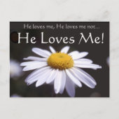 Daisy auf schwarzem Hintergrund Postkarte (Vorderseite)