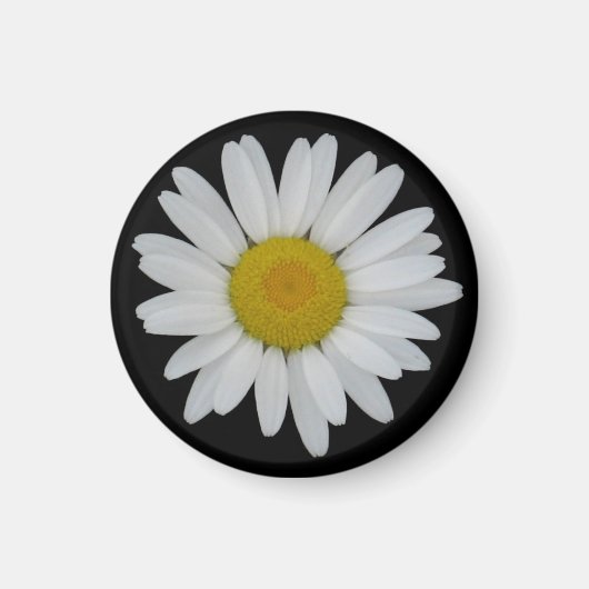 Daisy auf schwarzem Magnet (Vorne)