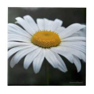 Daisy - Aufsehen Fliese