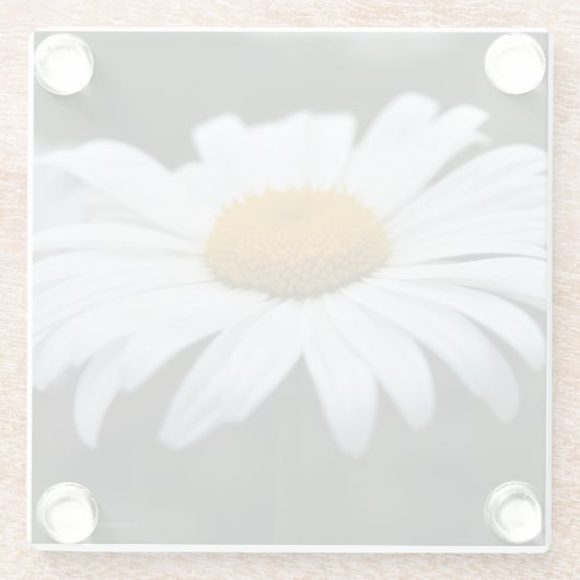Daisy - Aufsehen Glasuntersetzer (Rückseite)