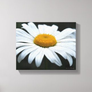 Daisy - Aufsehen Leinwanddruck