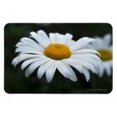 Daisy - Aufsehen Magnet (Horizontal)