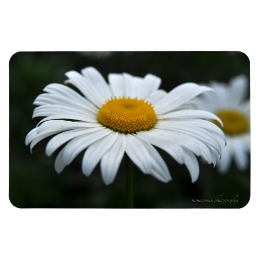 Daisy - Aufsehen Magnet (Horizontal)