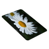 Daisy - Aufsehen Magnet (Rechte Seite)