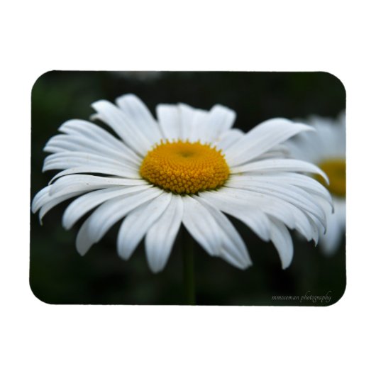 Daisy - Aufsehen Magnet (Horizontal)