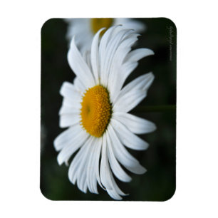 Daisy - Aufsehen Magnet