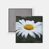 Daisy - Aufsehen Magnet (Vorderseite/Rückseite)