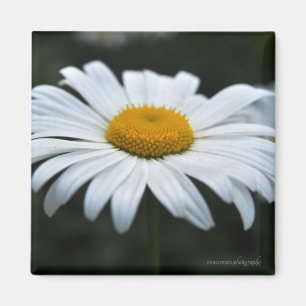 Daisy - Aufsehen Magnet