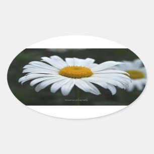 Daisy - Aufsehen Ovaler Aufkleber