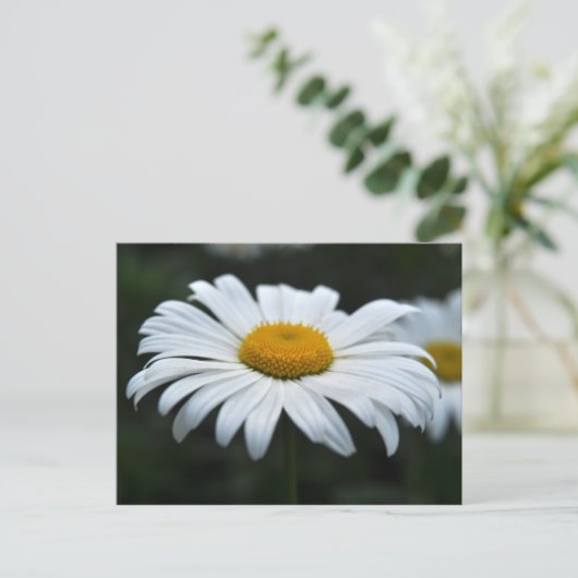 Daisy - Aufsehen Postkarte (Stehend Vorderseite)