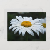Daisy - Aufsehen Postkarte (Vorne/Hinten)