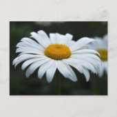 Daisy - Aufsehen Postkarte (Vorderseite)