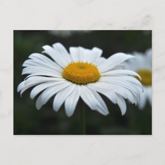 Daisy - Aufsehen Postkarte (Vorderseite)