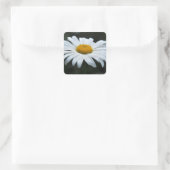 Daisy - Aufsehen Quadratischer Aufkleber (Tasche)