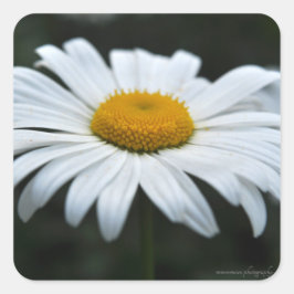 Daisy - Aufsehen Quadratischer Aufkleber