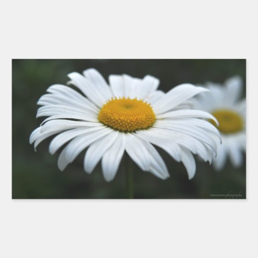 Daisy - Aufsehen Rechteckiger Aufkleber (Vorderseite)