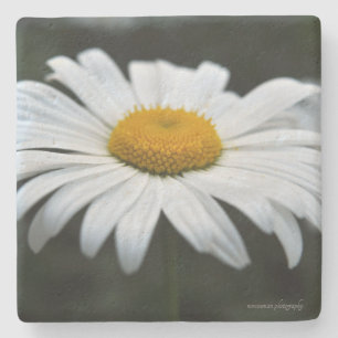 Daisy - Aufsehen Steinuntersetzer