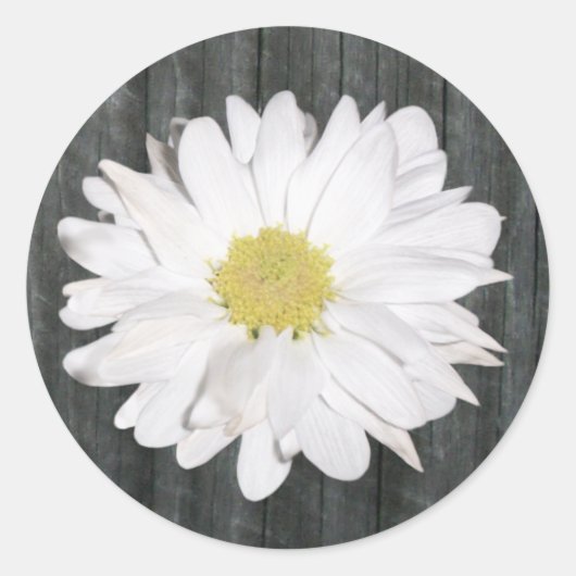 Daisy & Barnwood Sticker (Vorderseite)