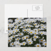 Daisy Bed Postkarte (Vorne/Hinten)
