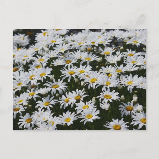 Daisy Bed Postkarte (Vorderseite)