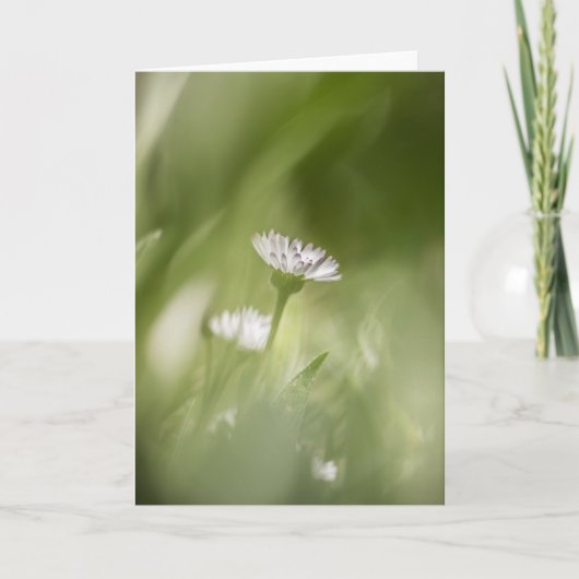 Daisy Blossom Nature Foto Karte (Vorderseite)