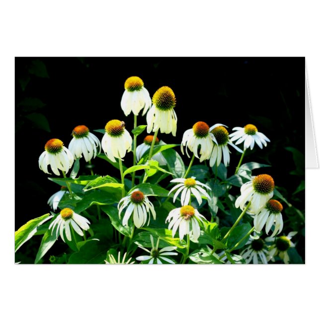 Daisy Blume (Vorderseite (Horizontal))