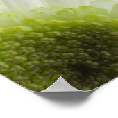 Daisy Blume auf Black Poster (Ecke)