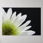 Daisy Blume auf Black Poster (Vorne)