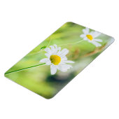 Daisy Blume auf der Wiese Magnet (Linke Seite)