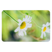 Daisy Blume auf der Wiese Magnet (Horizontal)