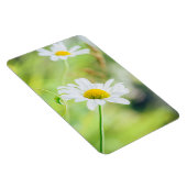 Daisy Blume auf der Wiese Magnet (Rechte Seite)