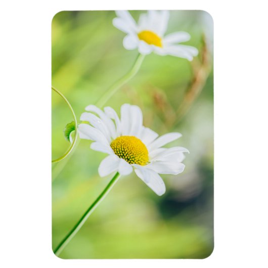 Daisy Blume auf der Wiese Magnet (Vertikal)