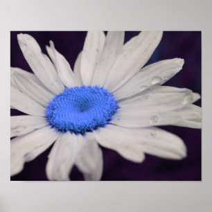 Daisy Blume Blue Center Raindrops Abstrakt Poster