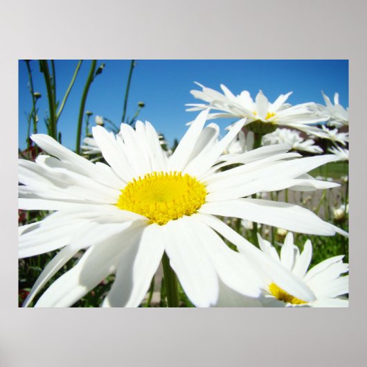 Daisy Blume druckt White Daisies Blue Sky Poster (Vorne)