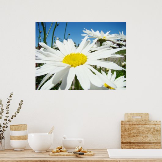 Daisy Blume druckt White Daisies Blue Sky Poster (Küche)