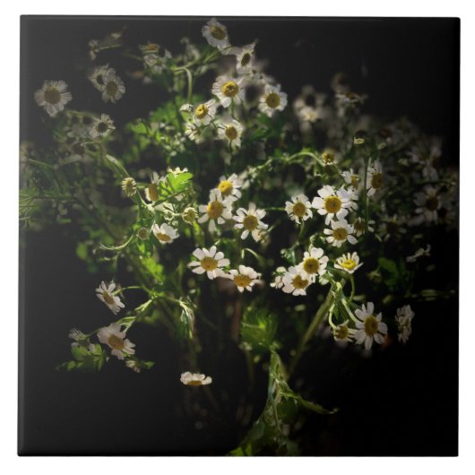Daisy, Blume Fliese (Vorderseite)