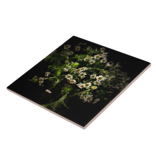 Daisy, Blume Fliese (Seite)