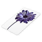 Daisy Blume Foto Magnet (Linke Seite)