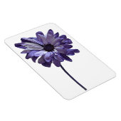 Daisy Blume Foto Magnet (Rechte Seite)
