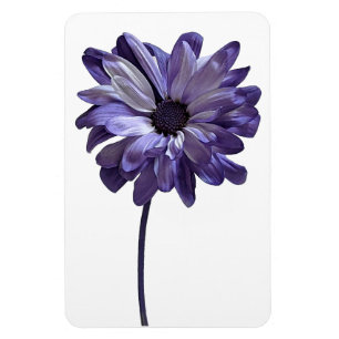 Daisy Blume Foto Magnet