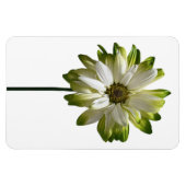 Daisy Blume Foto Magnet (Horizontal)