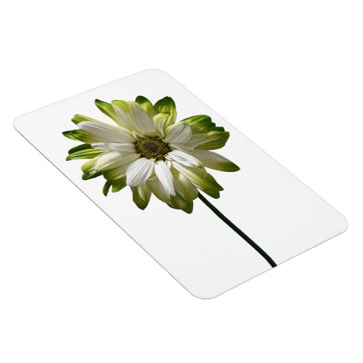 Daisy Blume Foto Magnet (Rechte Seite)