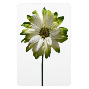 Daisy Blume Foto Magnet