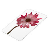 Daisy Blume Foto Magnet (Linke Seite)