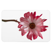 Daisy Blume Foto Magnet (Horizontal)