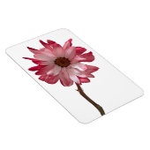 Daisy Blume Foto Magnet (Rechte Seite)