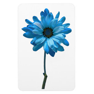 Daisy Blume Foto Magnet