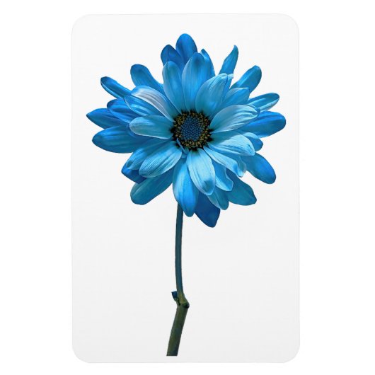 Daisy Blume Foto Magnet (Vertikal)