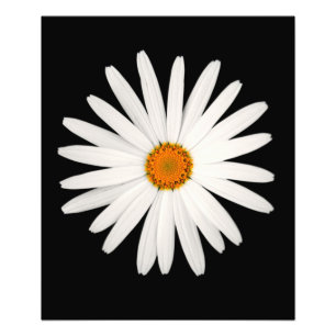 Daisy Blume Fotodruck